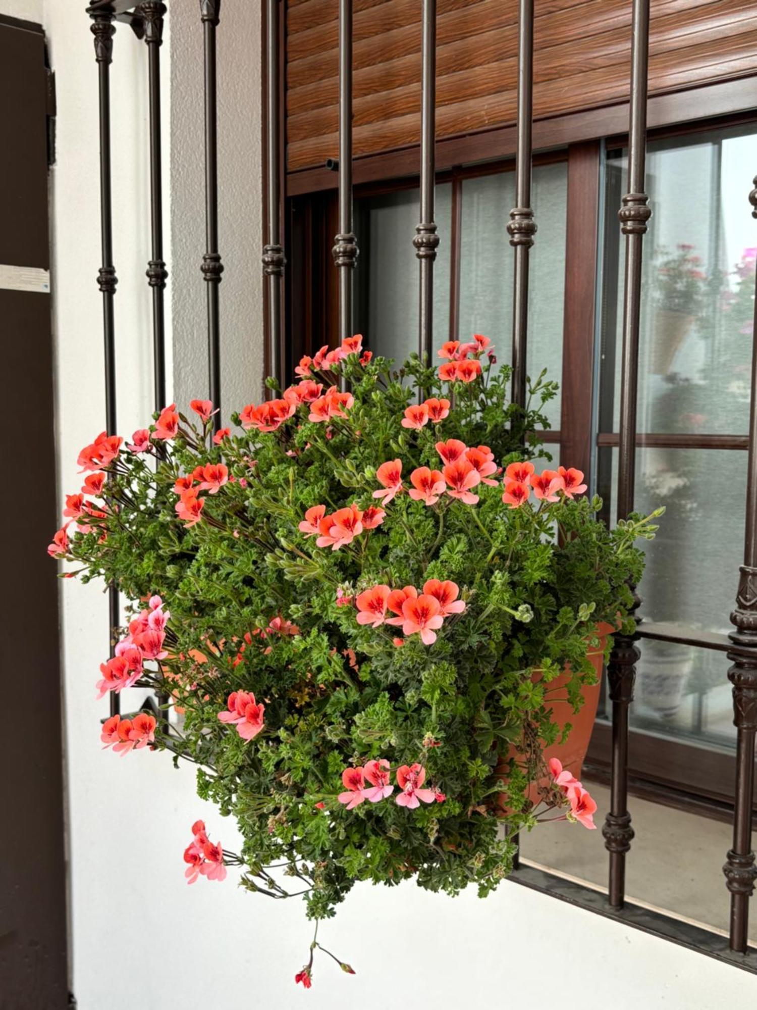 Flores De Mayo En Centro Кордова Экстерьер фото